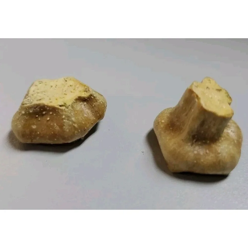 Pumpkin Squash Gourd Stems 2 Small Lil Stubby Natural Dried Fall Craft Cake Deco